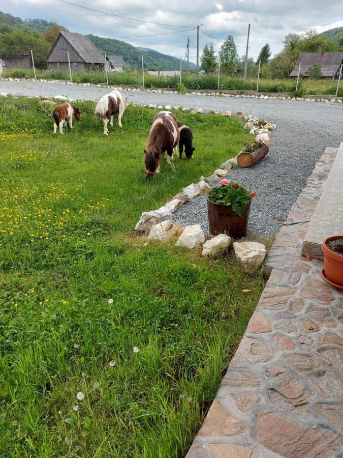 Pensiunea Muntele Gaina Tarsa  Εξωτερικό φωτογραφία